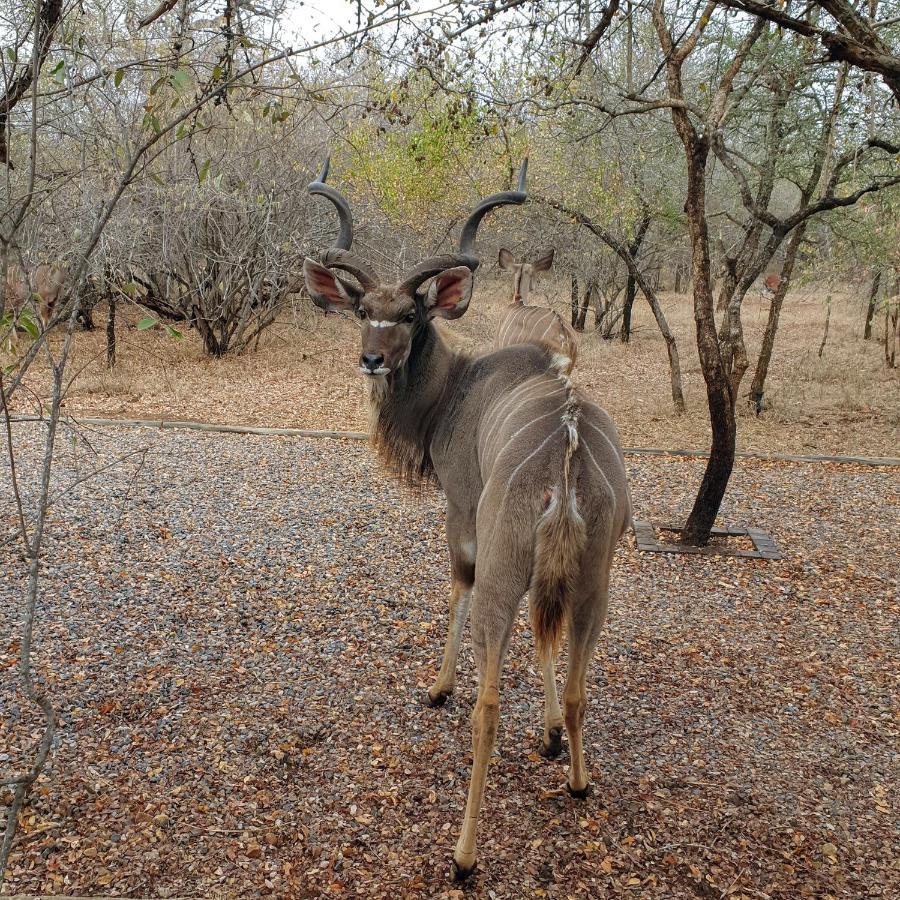 Luvivane Luxury Villa Marloth Park Luaran gambar