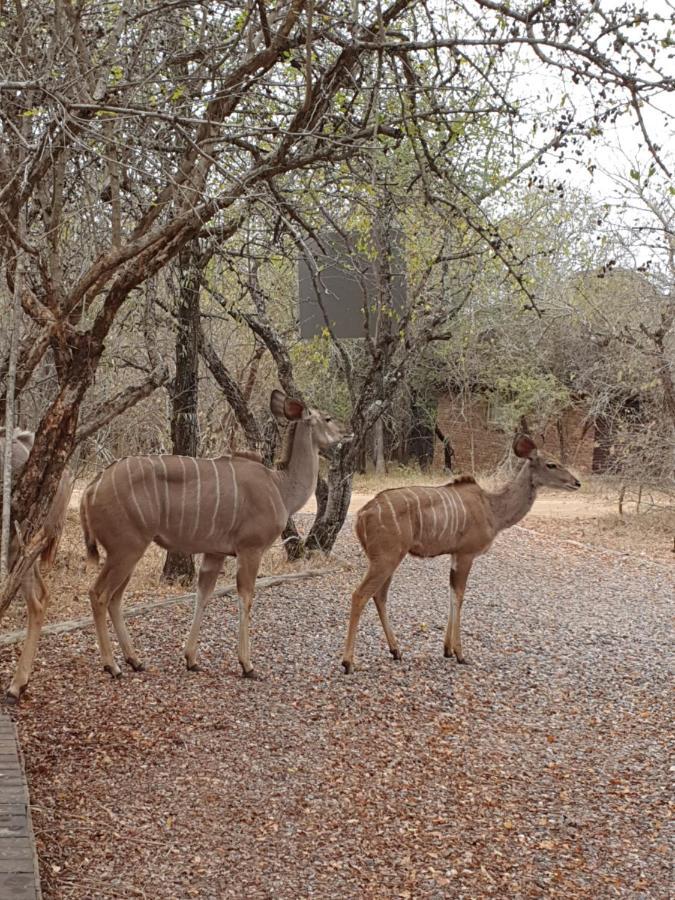 Luvivane Luxury Villa Marloth Park Luaran gambar